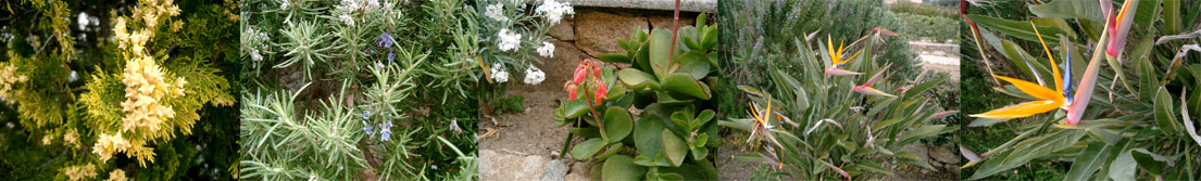 Sardinien Flora